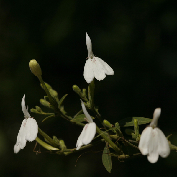 ทองพันชั่ง Rhinacanthus nasutus (L.) Kurz<br/>ACANTHACEAE